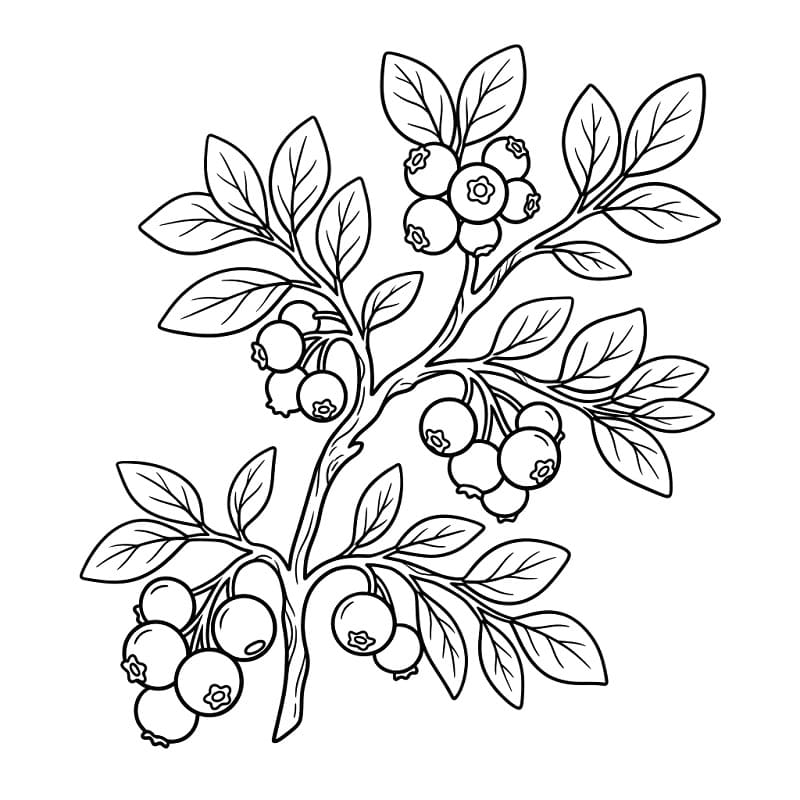 Coloriage Images de myrtilles