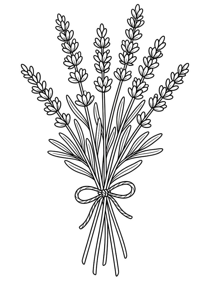 Coloriage Jolies lavandes