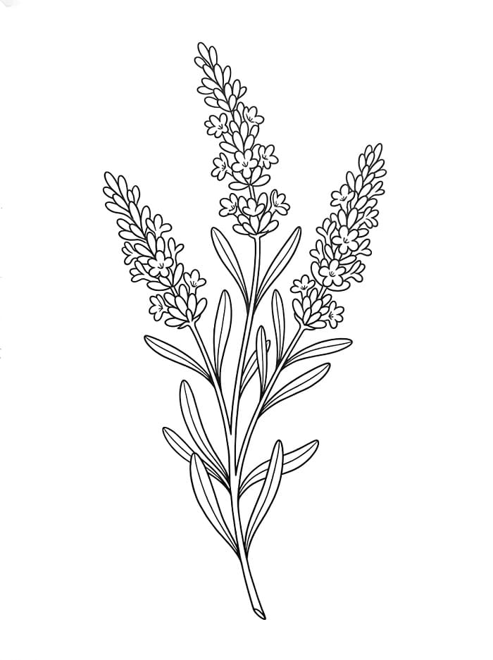 Coloriage Lavande