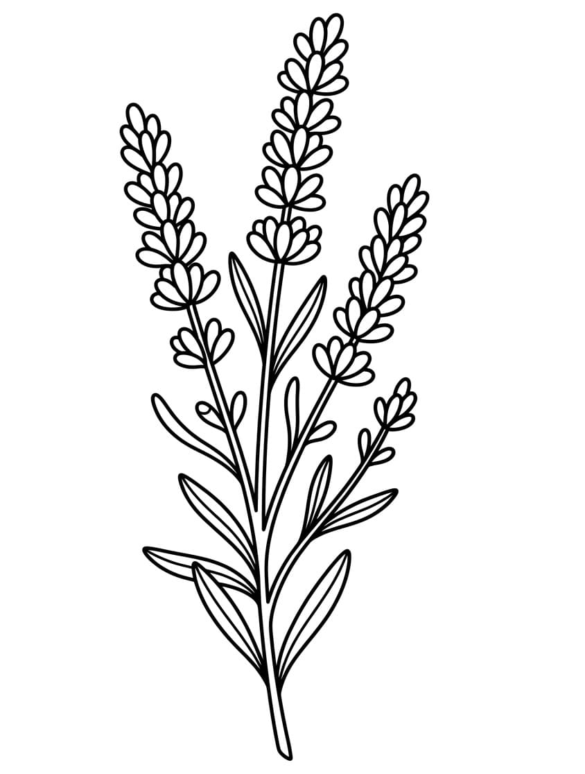 Coloriage Lavande Imprimable Gratuit Pour les Enfants