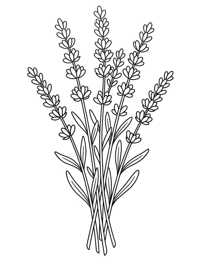 Coloriage Lavande Imprimable Gratuit