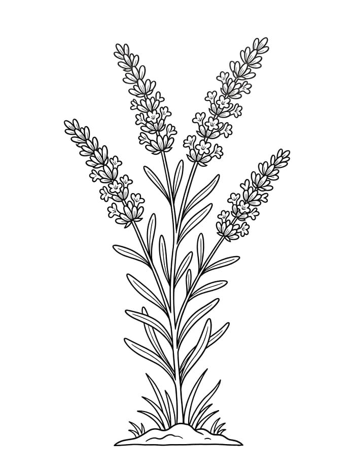 Coloriage Lavande Imprimable