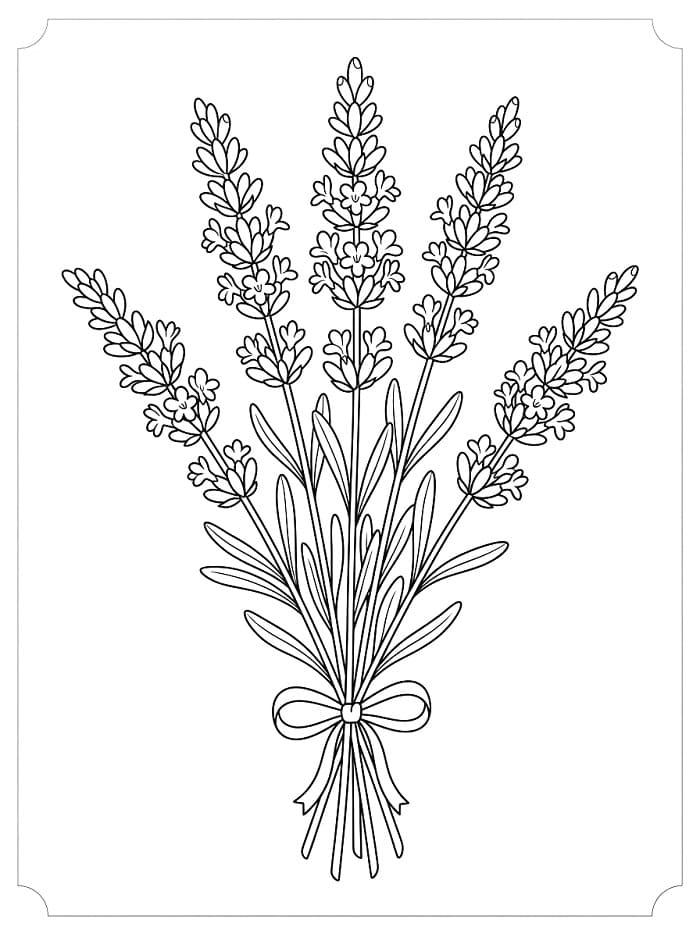 Coloriage Merveilleuses lavandes