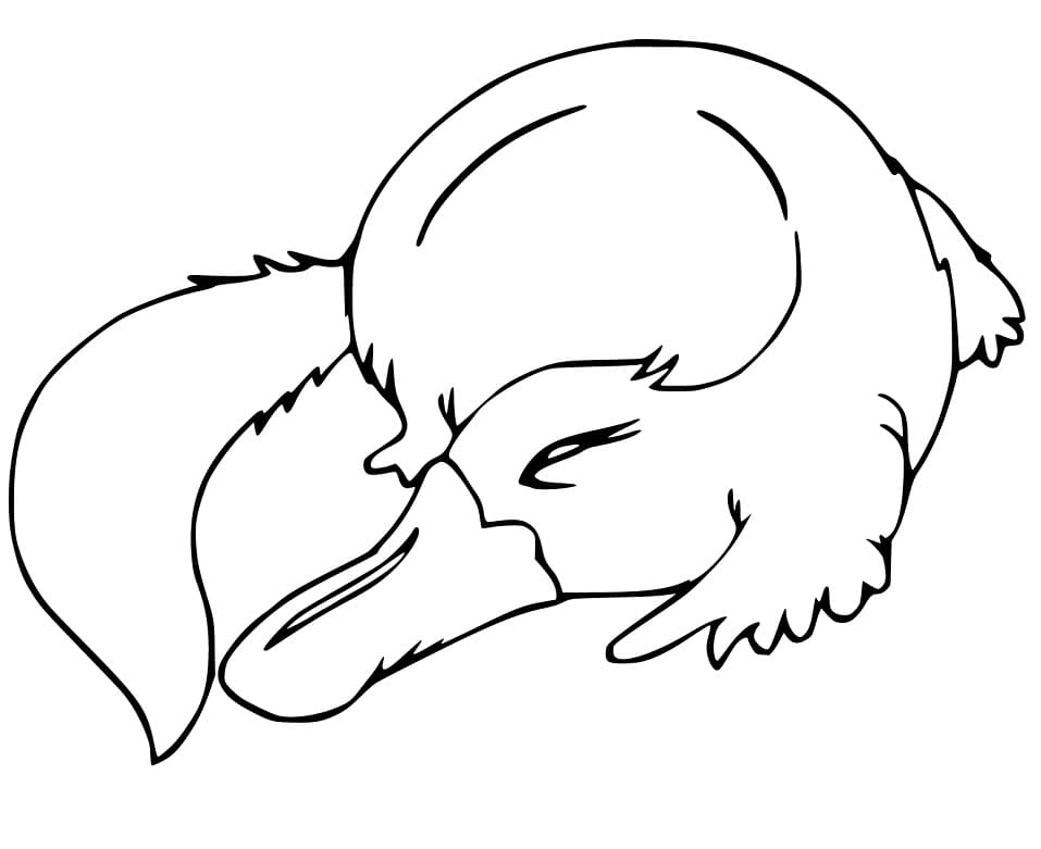 Coloriage Ornithorynque Gratuit Pour les Enfants