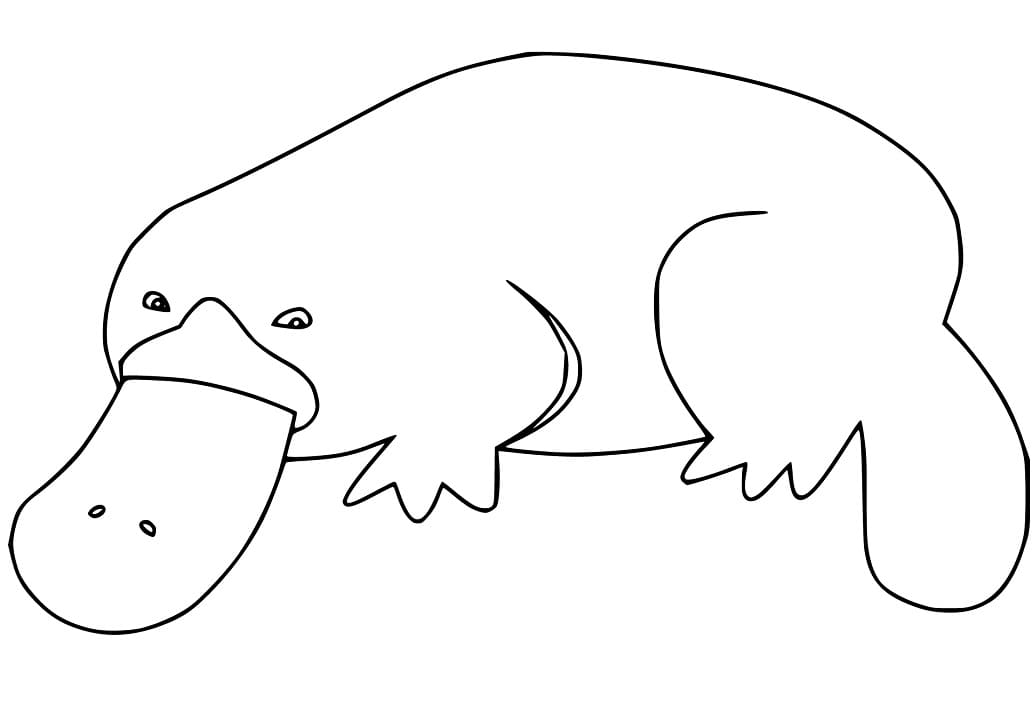 Coloriage Ornithorynque Gratuit