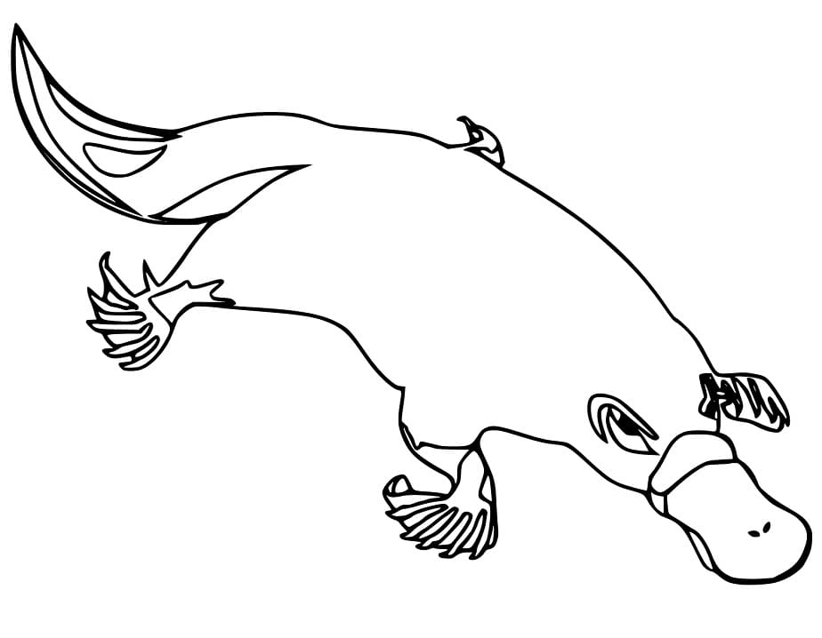 Coloriage Ornithorynque Imprimable Gratuit