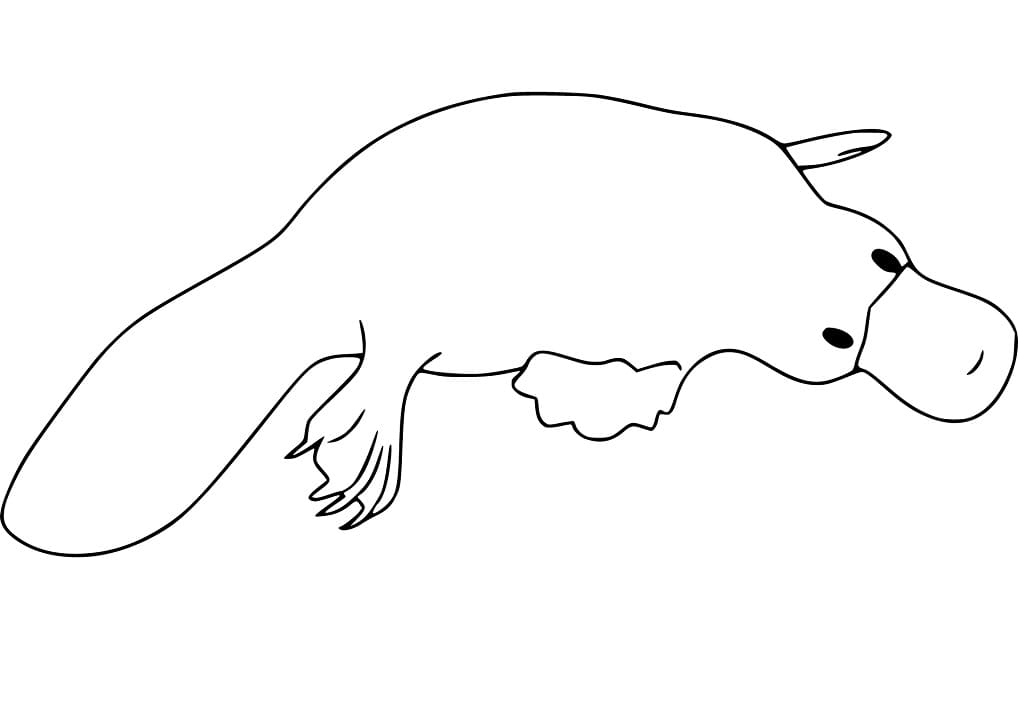 Coloriage Ornithorynque Imprimable Pour les Enfants