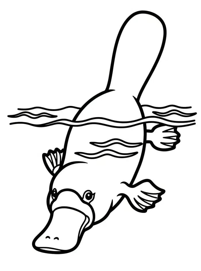 Coloriage Ornithorynque nageur