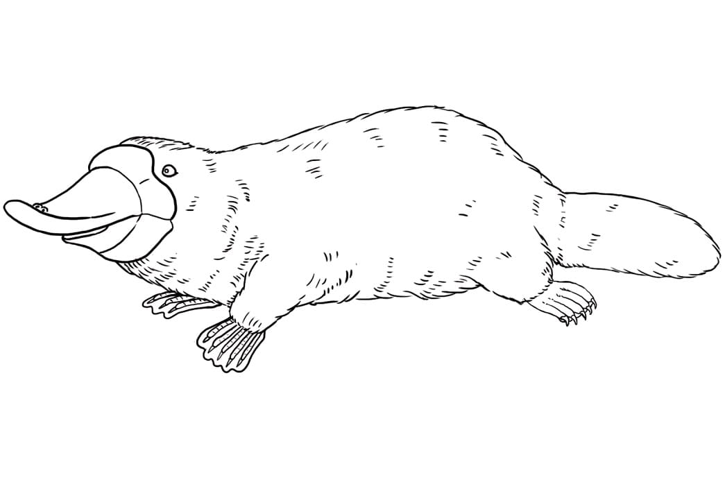 Coloriage Ornithorynque Pour les Enfants