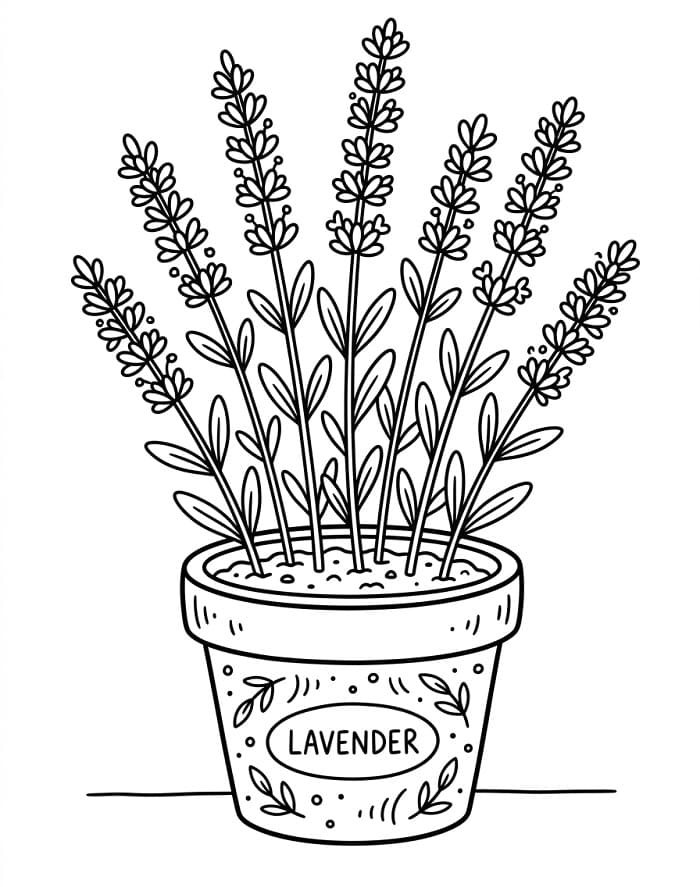 Coloriage Pot de Lavande