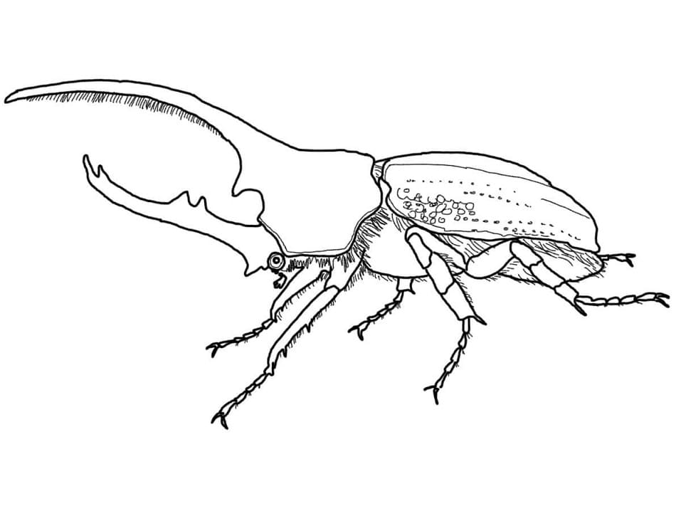 Coloriage Scarabée 3