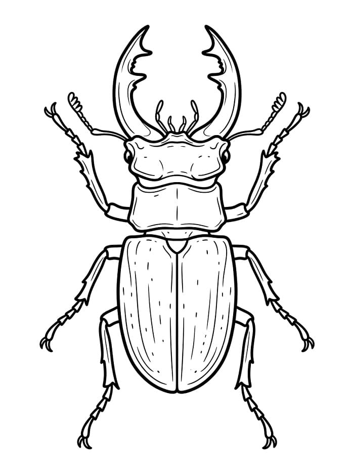 Coloriage Scarabée Imprimable Gratuit Pour les Enfants