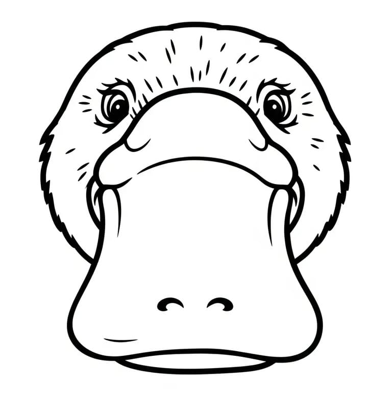 Coloriage Visage d'ornithorynque