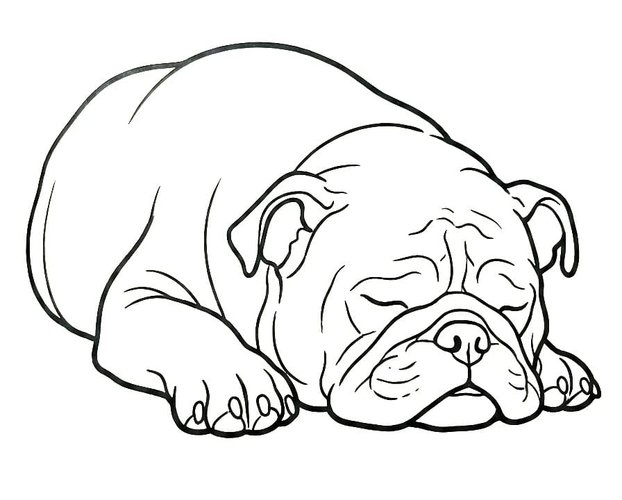 Coloriage Bouledogue endormi