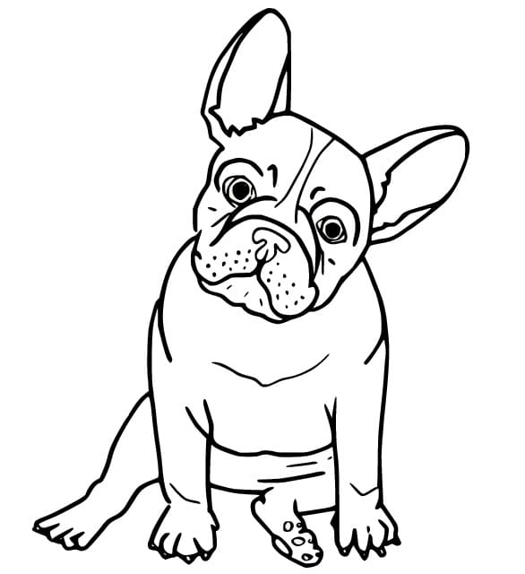 Coloriage Bouledogue Imprimable Gratuit Pour les Enfants