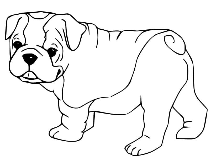 Coloriage Bouledogue Imprimable