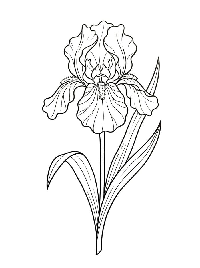 Coloriage Belle fleur d'iris