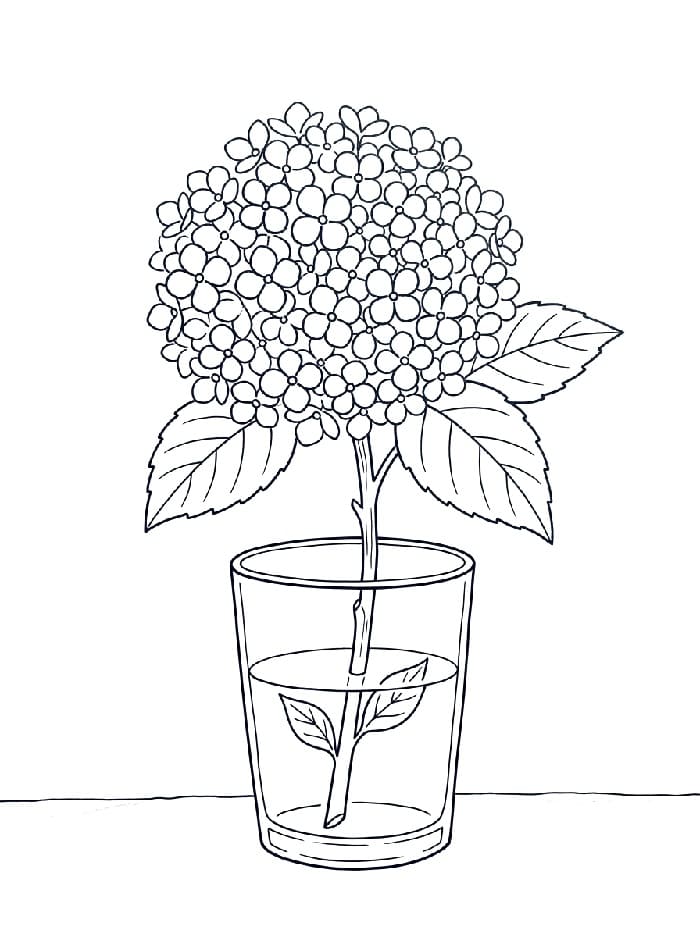 Coloriage Dessin de Hortensia Gratuit
