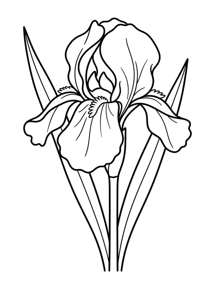 Coloriage Dessin de Iris Gratuit
