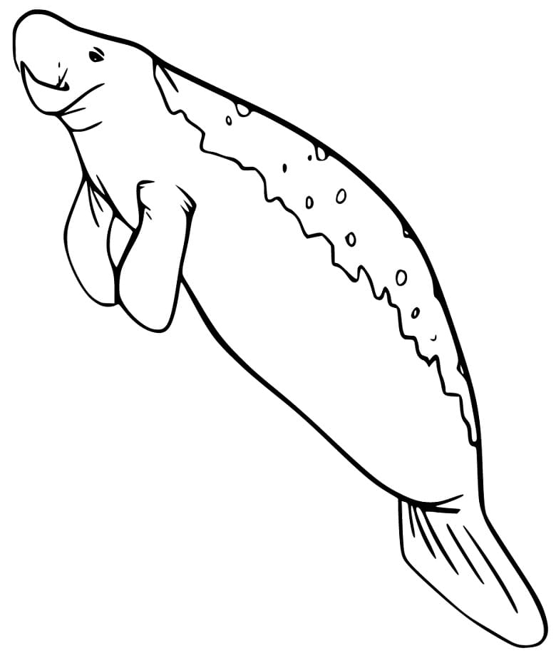 Coloriage Dessin Gratuit de Lamantin
