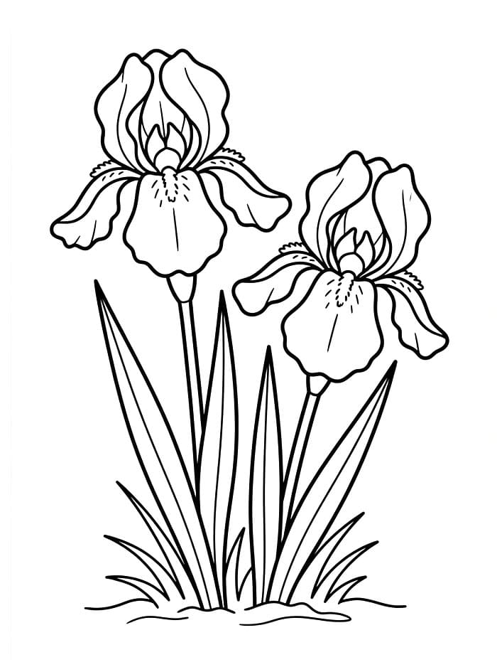 Coloriage Deux fleurs d'iris