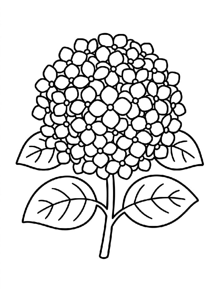 Coloriage Fleur d'hortensia