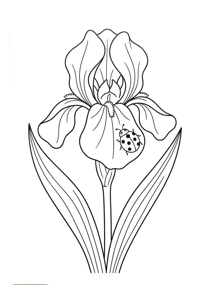 Coloriage Fleur d'iris avec coccinelle