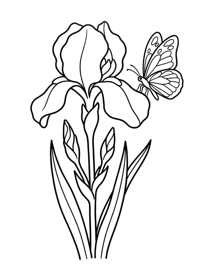 Coloriage Fleur d'iris avec papillon
