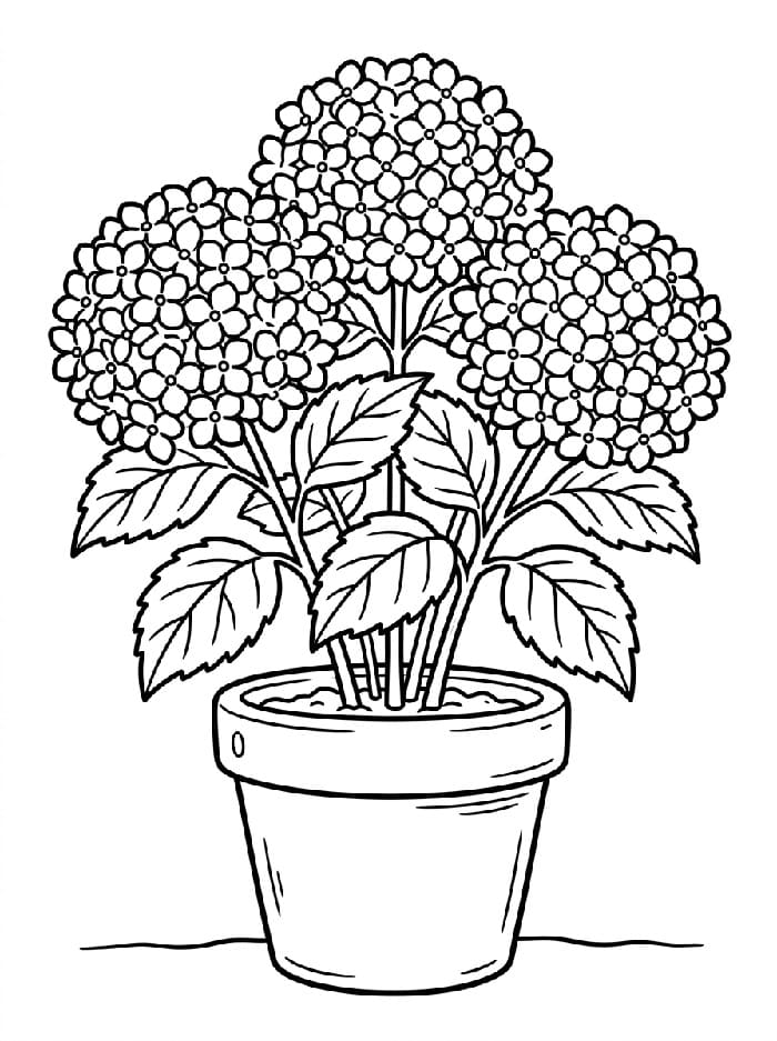 Coloriage Fleurs d'hortensia