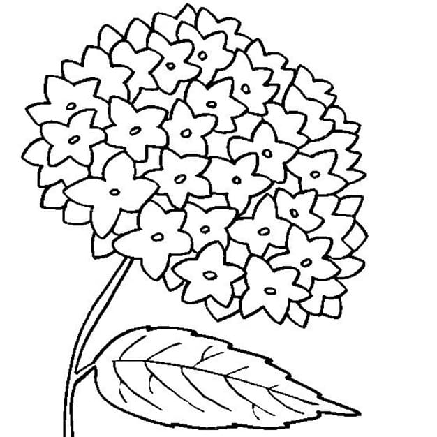 Coloriage Gratuit Hortensia Pour les Enfants