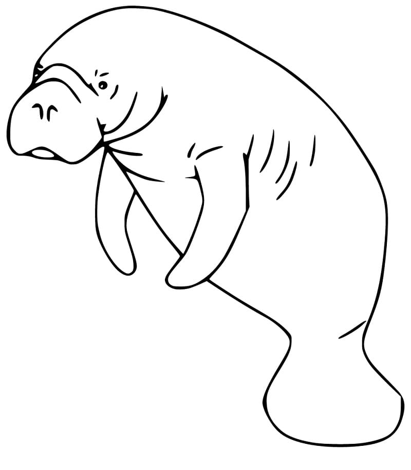 Coloriage Gratuit Lamantin
