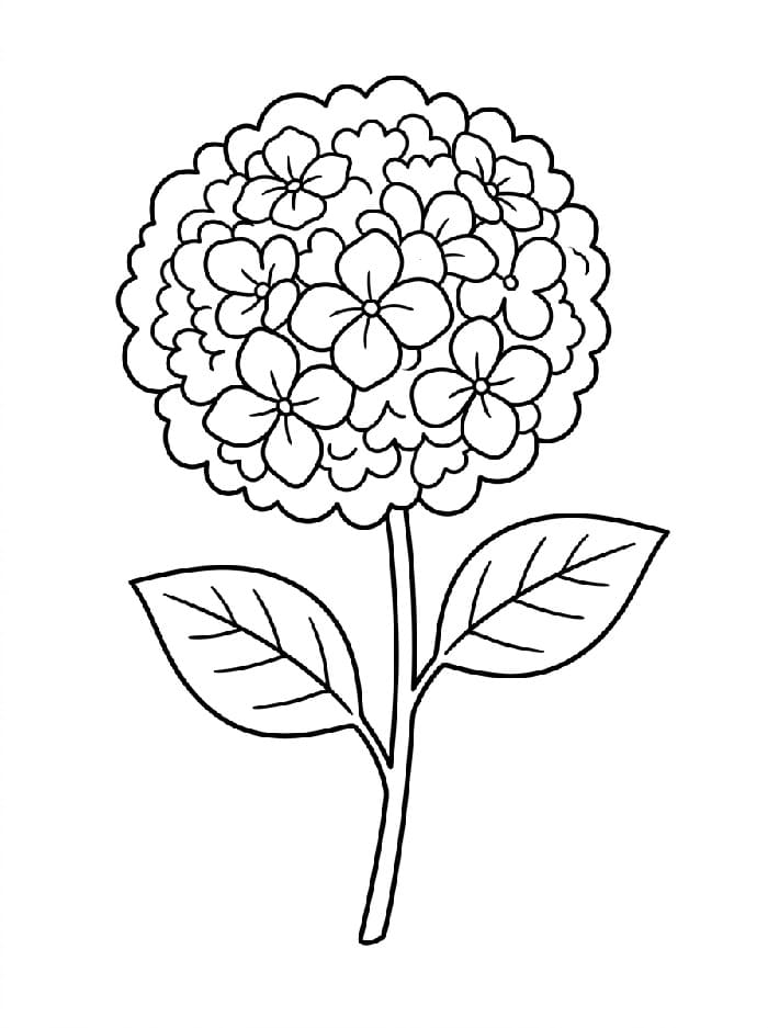 Coloriage Hortensia Gratuit Pour les Enfants
