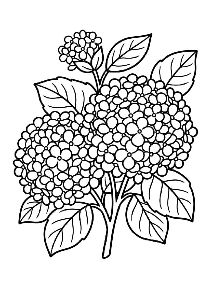 Coloriage Hortensia Gratuit