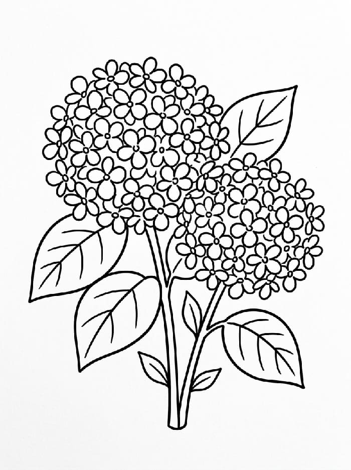 Coloriage Hortensia Imprimable Gratuit Pour les Enfants