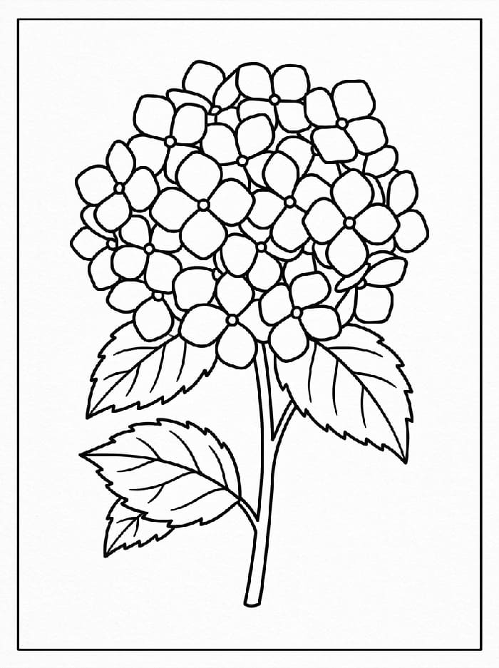 Coloriage Hortensia Imprimable Gratuit