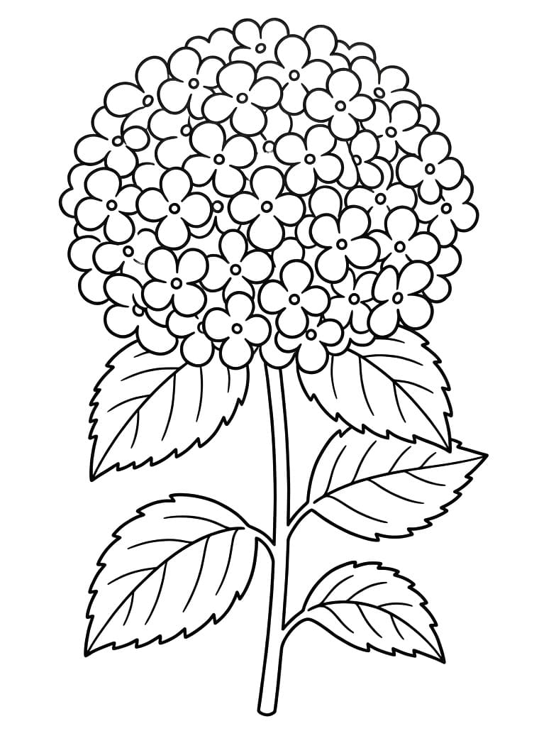 Coloriage Hortensia