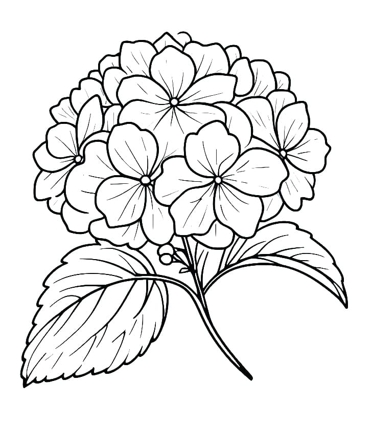 Coloriage Hortensia Pour Enfants