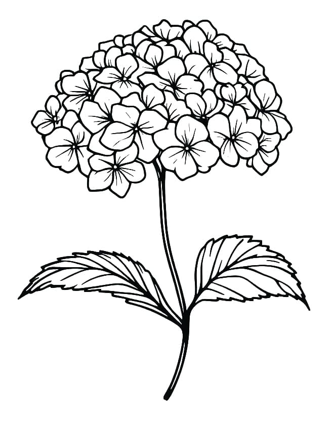 Coloriage Hortensia Pour les Enfants
