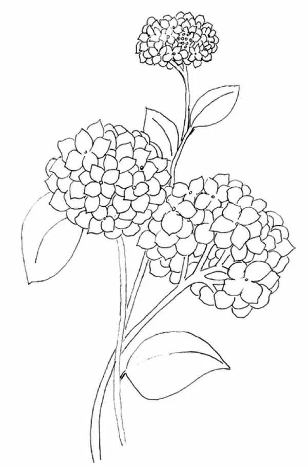 Coloriage Imprimable Gratuit Hortensia Pour les Enfants
