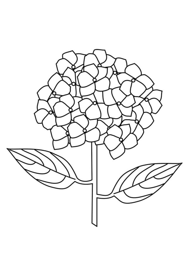 Coloriage Imprimable Gratuit Hortensia