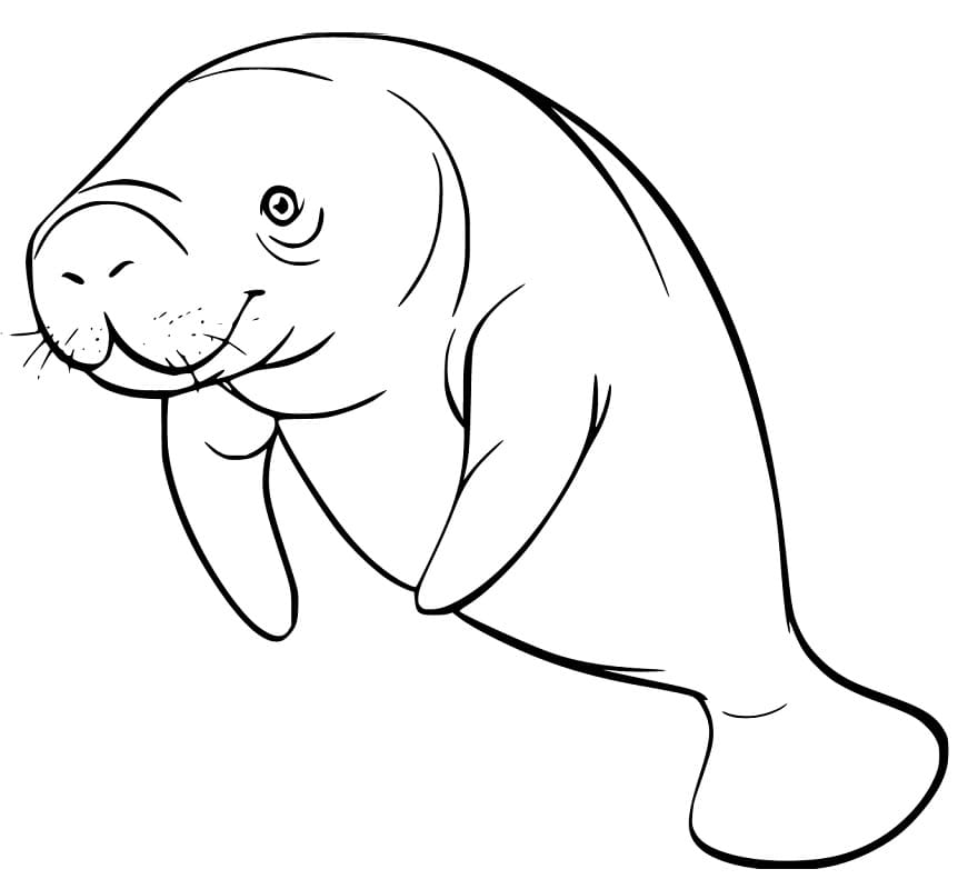 Coloriage Imprimable Gratuit Lamantin
