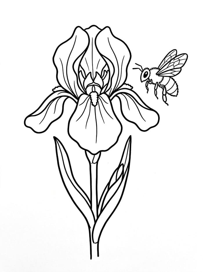 Coloriage Iris Gratuit