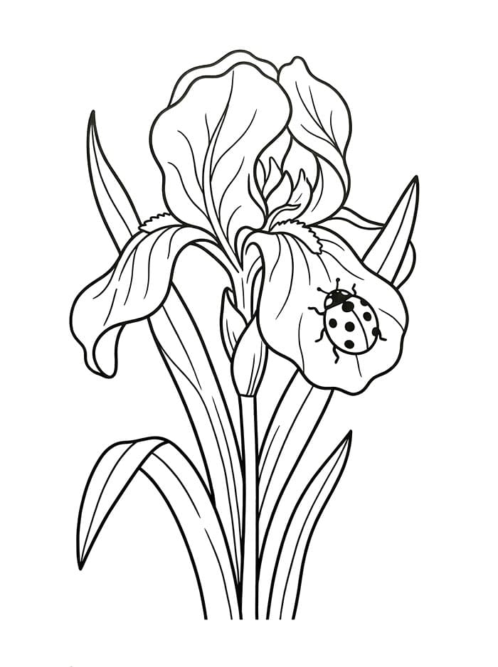 Coloriage Iris Imprimable