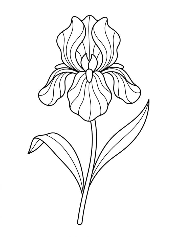 Coloriage Iris Pour Enfants