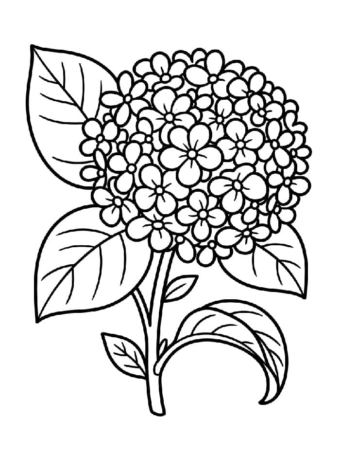Coloriage Jolie fleur d'hortensia