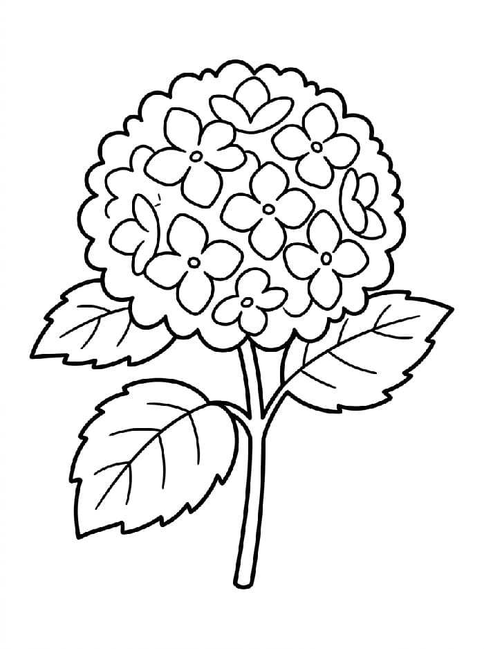 Coloriage Jolie hortensia