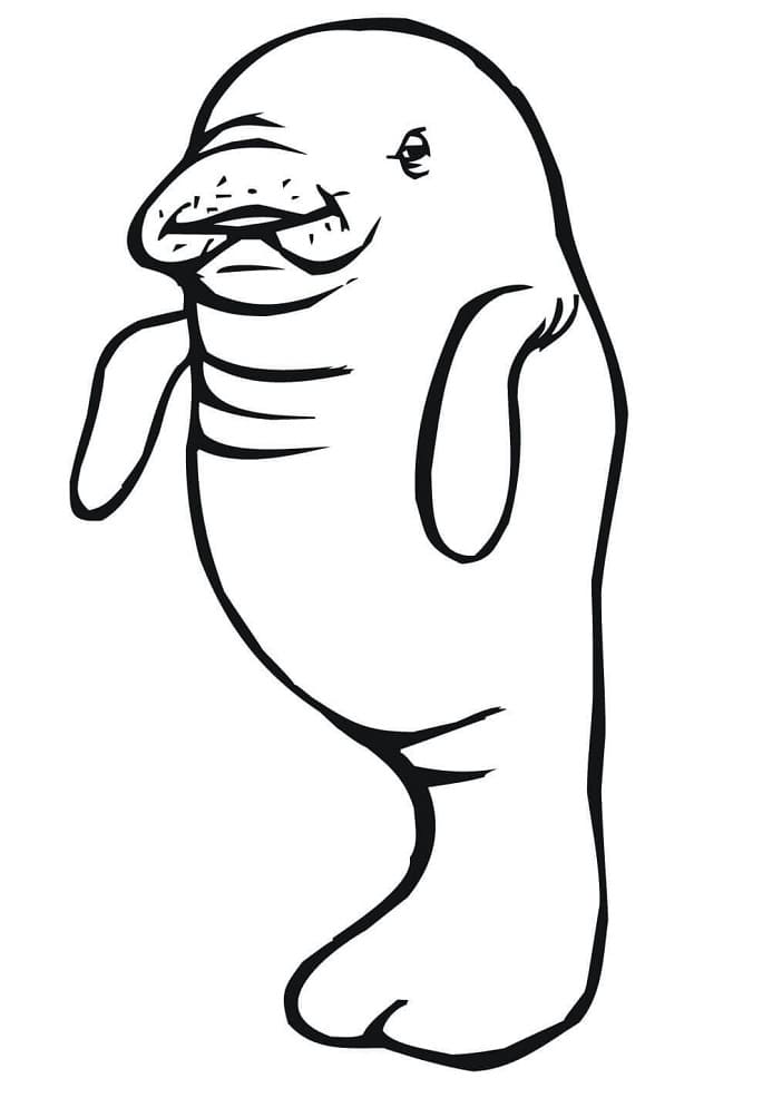 Coloriage Lamantin Pour Enfants