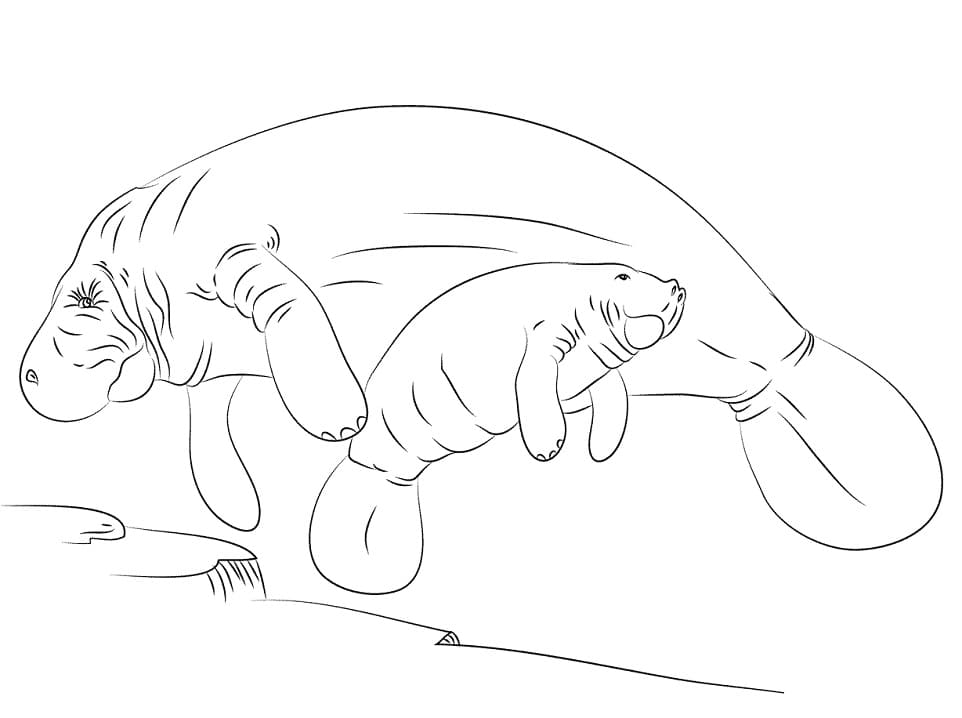 Coloriage Lamantin Pour les Enfants