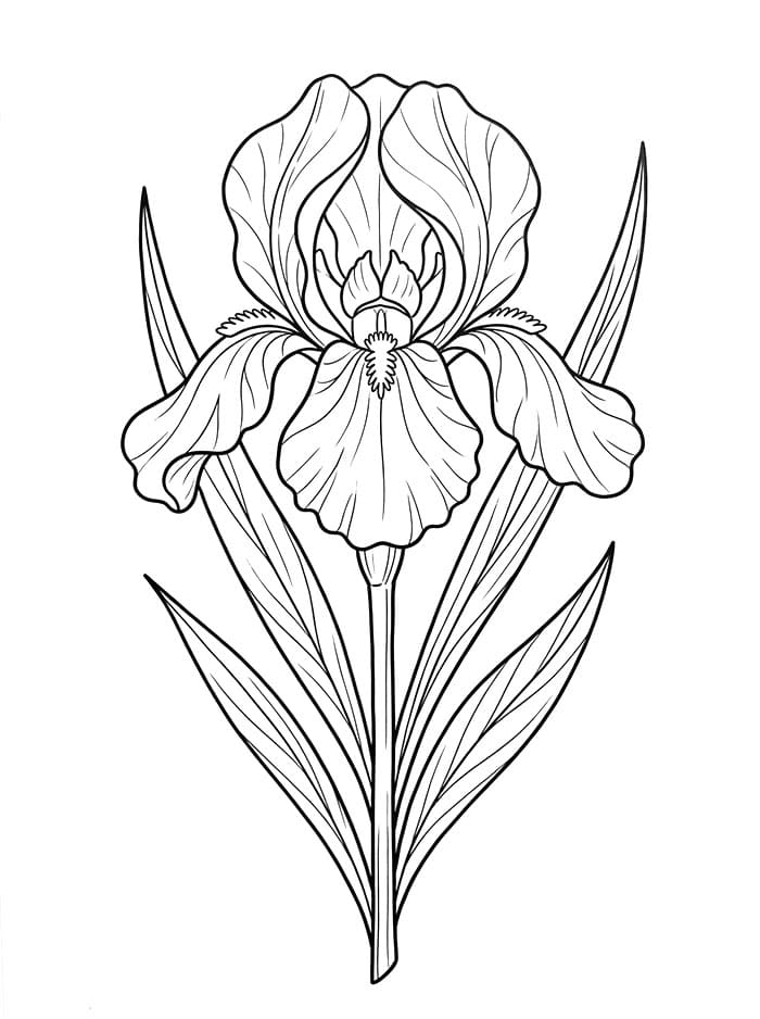 Coloriage Magnifique fleur d'iris