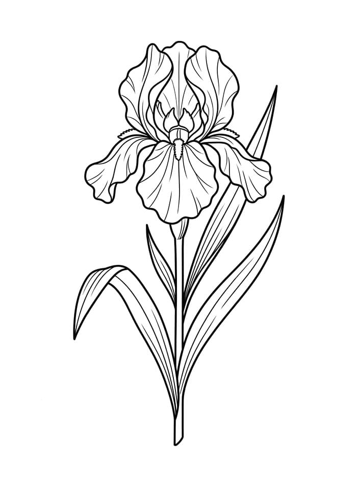 Coloriage Magnifique iris